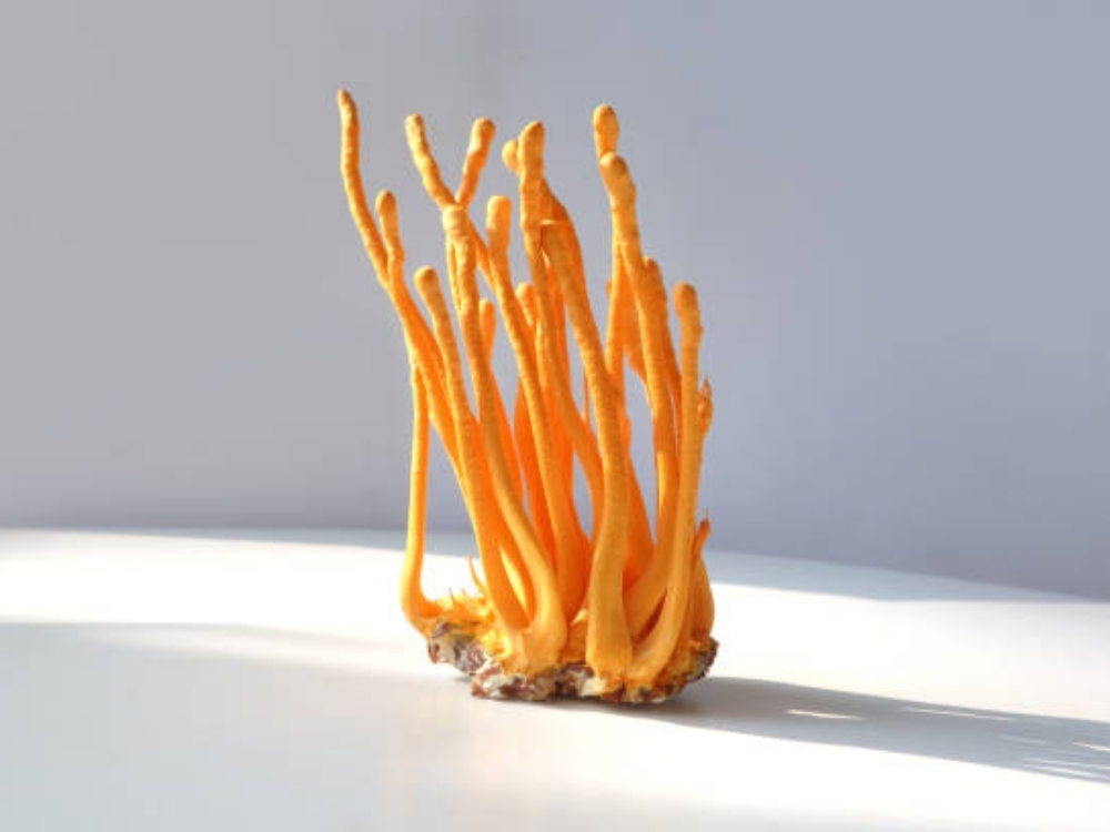 Đông trùng hạ thảo Tây Tạng hình thành như thế nào?